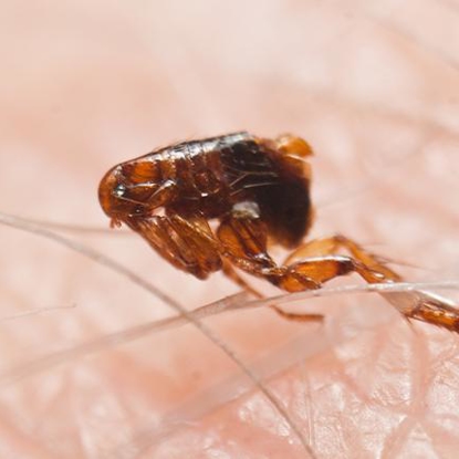 Fleas   Photo